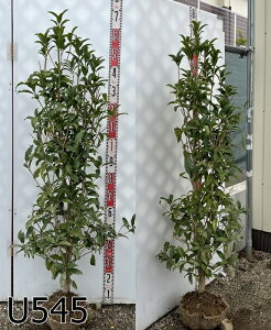 yizLNZCi؍ҁj c؁@1.4m