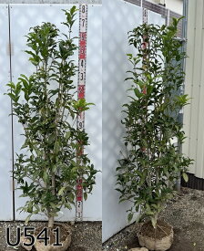 【現品】キンモクセイ（金木犀） 苗木　樹高約1.5m