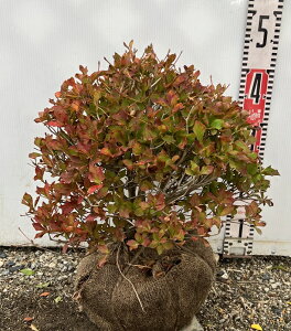 hE_ccWʎd 35cmsԁAgt؁@c؁t