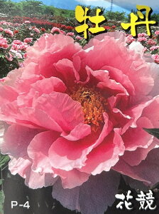 ボタン(牡丹)  苗木 花競(ハナキソイ) 7号