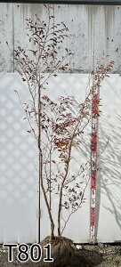 yizPV̖(qVmL)@@c؁@@1.6m`