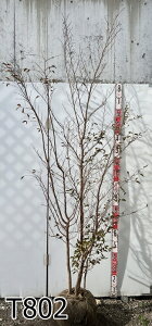 yizPV̖(qVmL)@@c؁@@1.6m`