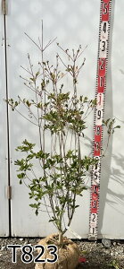 yIׂ錻izxjhE_ccW(ghE_ccW)@c؁@1.2m`