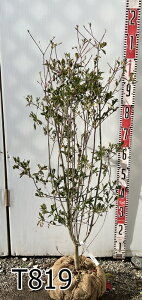 yizxjhE_ccW(ghE_ccW)@c؁@1m