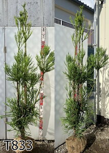 yIׂ錻izkRi䐙dāj@1.7m`