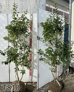 yiz\S@@(X)@1.7m`@sV{c[ɍœKȕc؁@A؁@؁t