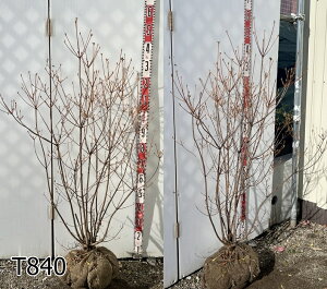 yIׂ錻izRom~coccW@1.2m`@c