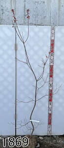 yizXуhE_ccWiTThE_ccW)@R̂芔