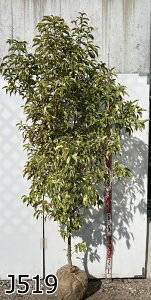 yizΎR@ti΃}{EVj c؁@1.8m`@劔yHnApz