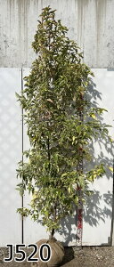 �y���i�z�������ΎR�@�t�i��΃��}�{�E�V�j �c�؁@1.8m�`�@�劔�y�H�n�A���p�z