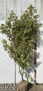 yizΎR@ti΃}{EVj c؁@1.8m`@劔yHnApz