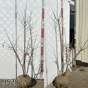 �y���i�z�}���~�̖؁@�������@����1.3m�`