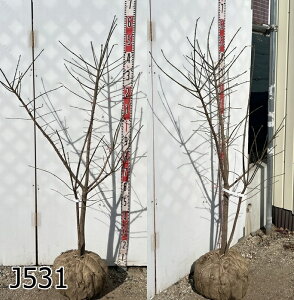 �y���i�z�}���~�̖؁@�������@����1.3m�`