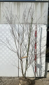 yizԉ\(AJVf)@@2.1m@J527