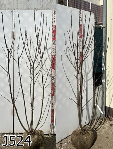 yiziiJ}h(})@@1.5m@؁@A؁@t