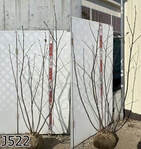 yIׂ錻iziiJ}h(})@@1.7m`@t@؁@A