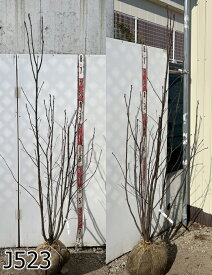 【選べる現品発送】ナナカマド(七竈)　株立ち　樹高1.7m～　落葉樹　庭木　植木