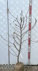 yiznNN@Xm[zCg@1.2m`@c