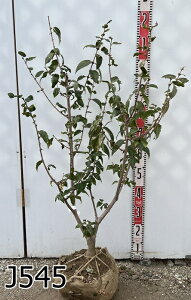 yiz}QcEoCiX~j c؁@1m