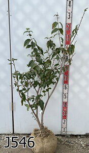 �y�I�ׂ錻�i�z�}���Q�c���E�o�C�i�����X�~�j �c�؁@����1m