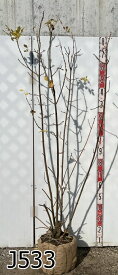 【選べる現品】黄金葉アオダモ　オーレア　樹高1.7m～　苗木