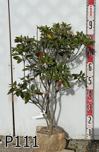 yIׂ錻izzRhE_ccW@sNVfA@c؁@70cm`