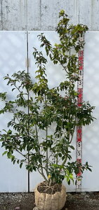 yiz\S@c؁@@1.7m@iXjyU525zsV{c[ɍœKȕc؁@A؁@؁t