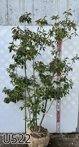 yIׂ錻iz\S@@(X)@1.5m`yUzsV{c[ɍœKȕc؁@A؁@؁t