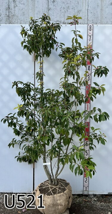 楽天市場】【選べる現品】ソヨゴ 株立ち 雌株(メス株) 樹高1.5m～【U 