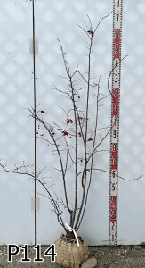 yIׂ錻izicn[ @@1.2m`@c