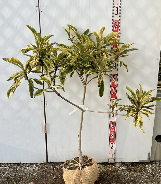 楽天市場】【現品】斑入り枇杷の木（フイリビワ） 苗木(接木苗) 樹高 