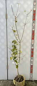 yiz}QcEoCiX~jc؁@1.4m@R201