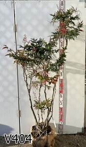 yiztViTToiejc؁@@劔@1.4m