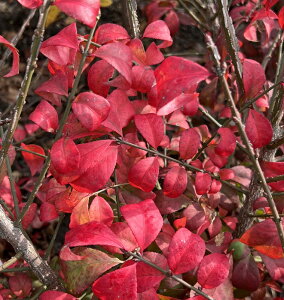 �j�V�L�M�i�і؁j�R���p�N�^�@�␫�@�c�؁@����60cm