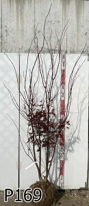 yizm~W(쑺gt)@{@@c؁@1.9m@t@A؁@