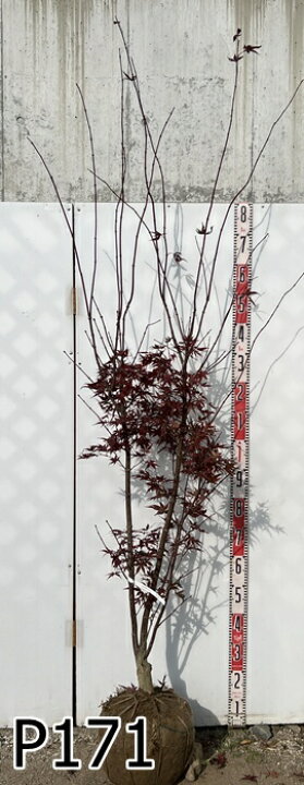 楽天市場】【現品】ノムラモミジ(野村紅葉) 本株立ち 特大 苗木 樹高約 