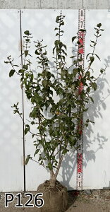 yiz}QcEoCiX~j c؁@@1.3m`