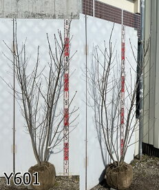 【現品販売】アオダモ　株立ち　苗木　樹高1.5m～