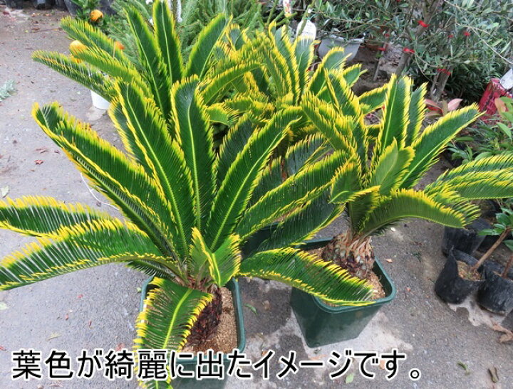 楽天市場】金環蘇鉄(キンカンソテツ)10号 子株付き【産直】 : 千草園芸