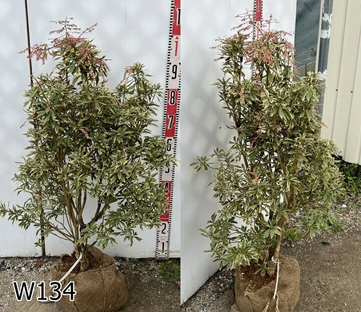 楽天市場】【現品】斑入りアセビ（フイリアセビ） ホワイトリム 樹高 