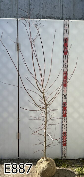 楽天市場】【現品】チシオモミジ(血汐紅葉) 大株 樹高約1.7m 苗木【千 