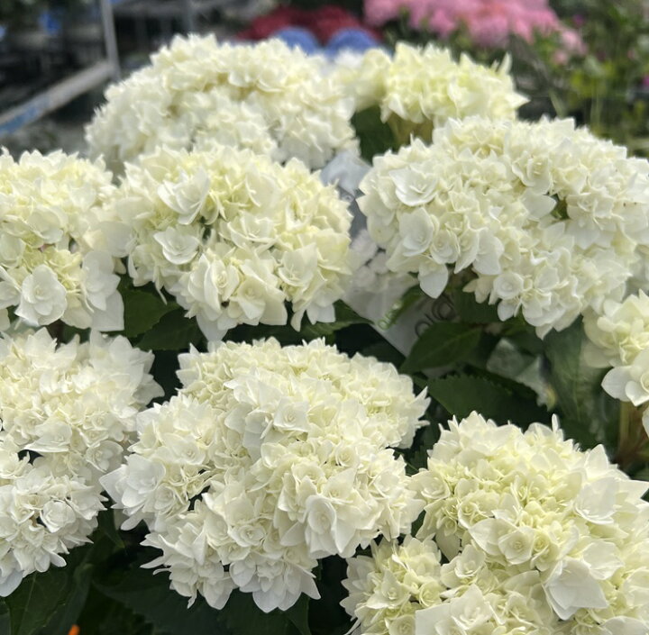 楽天市場】【開花株】アジサイ（紫陽花・あじさい） フレド 5号鉢植え