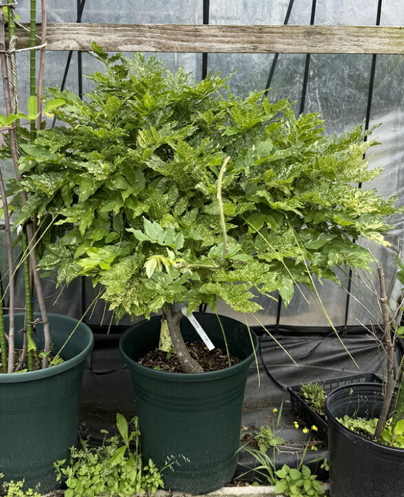 楽天市場】【現品/F701】斑入り花藤(フイリハナフジ) 福智山