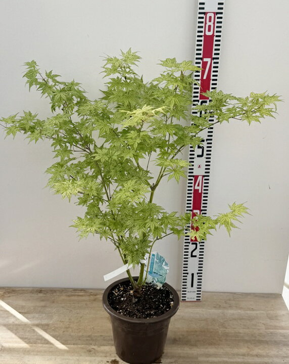 楽天市場】【現品発送】シギタツザワモミジ(鴫立沢紅葉) 6号鉢植え 