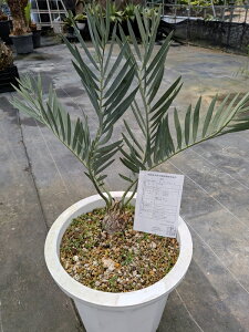 観葉植物 10号 ソテツ」の人気商品一覧 | 安い商品を通販サイトから 