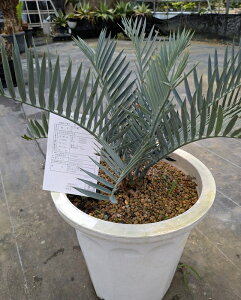 観葉植物 10号 ソテツ」の人気商品一覧・価格比較 - 価格.com