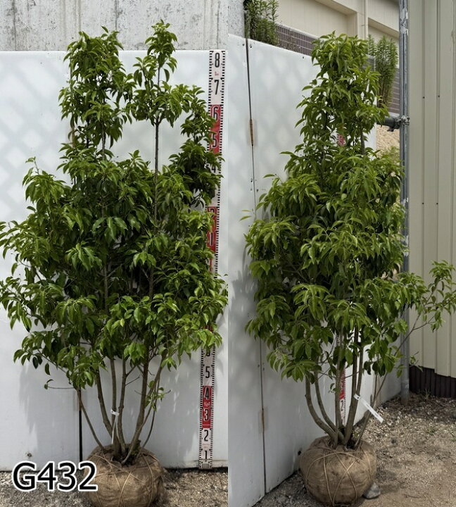 楽天市場】【現品発送】ソヨゴ 株立ち 雌株(メス株) 樹高1.6m 