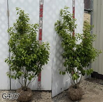 楽天市場】雌雄 ソヨゴの通販