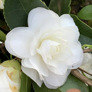 �ցi�c�o�L�jK �T���_�@4.5���c�id10�j