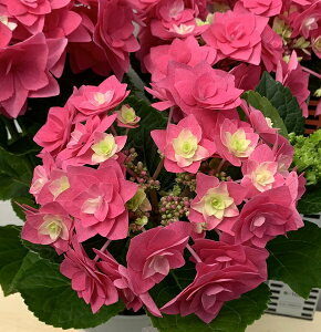 あじさい 苗 生花の人気商品 通販 価格比較 価格 Com